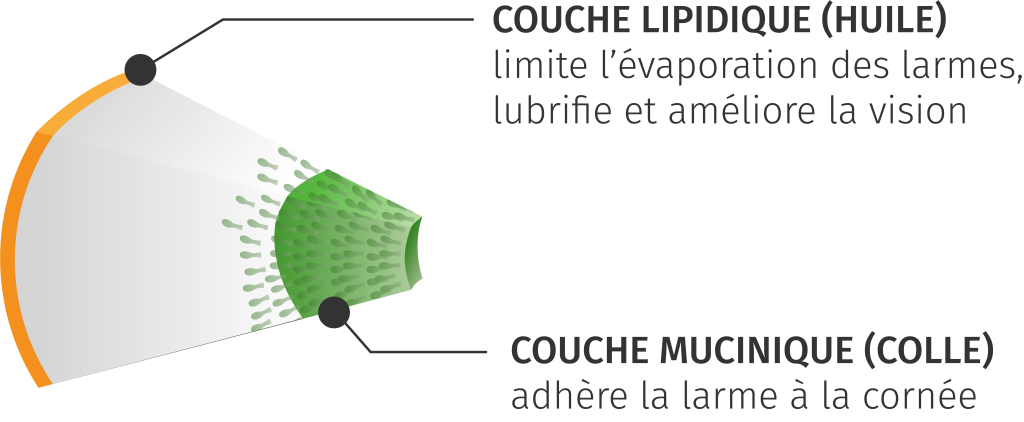 Couche concernée par le diagnostic de la sécheresse oculaire
